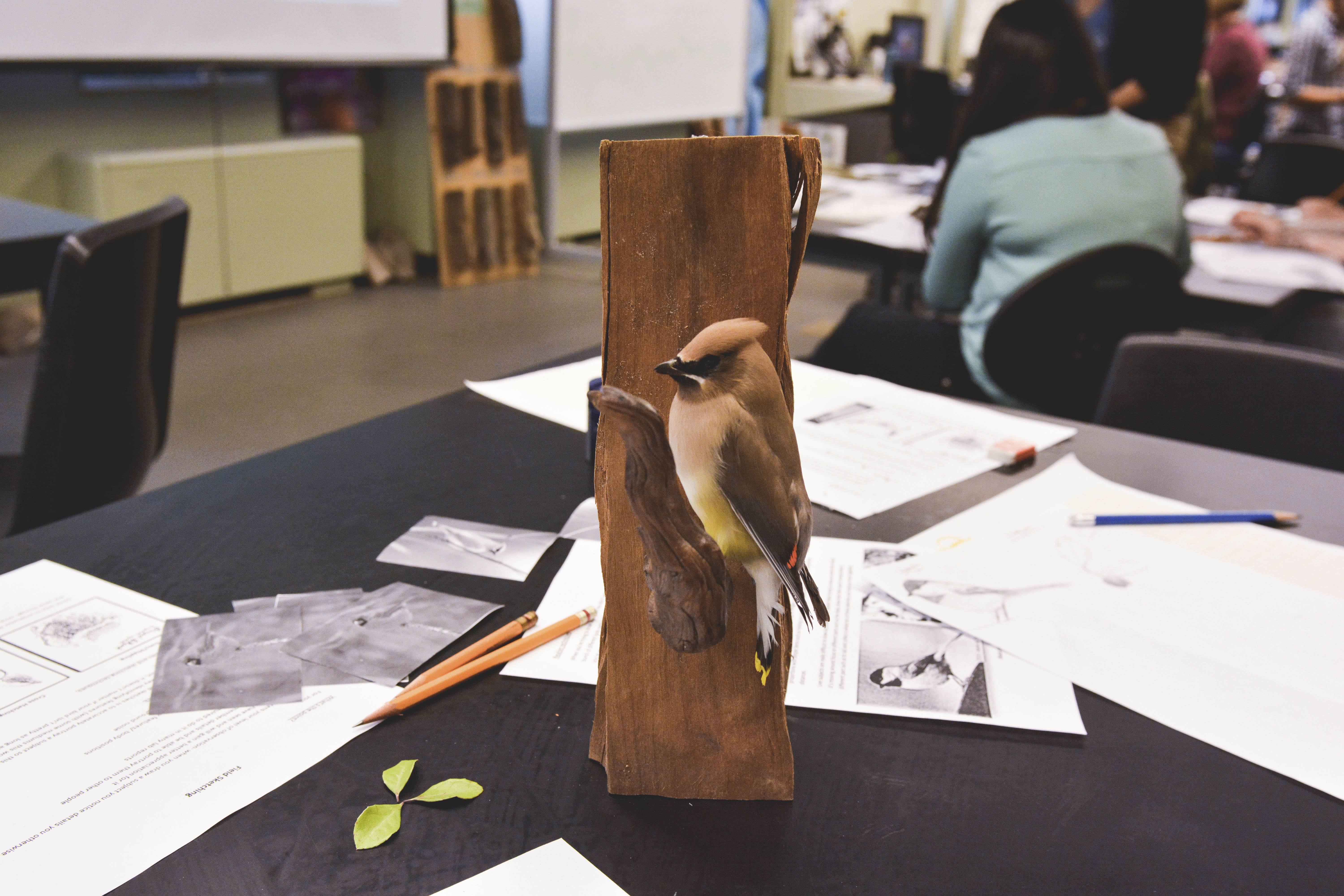 Props were used to practice nature sketching. Photo by Ju Hyun Kim
