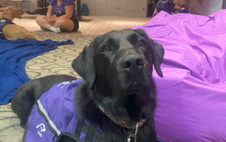 A black Labrador in a purple vest is lying on the floor, inviting everyone to "paws and relax." In the background, a woman in a matching purple shirt sits cross-legged while another person is partially visible. The scene exudes a casual indoor vibe perfect for Waterloo students looking to destress with dogs.