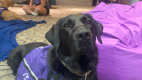 A black Labrador in a purple vest is lying on the floor, inviting everyone to "paws and relax." In the background, a woman in a matching purple shirt sits cross-legged while another person is partially visible. The scene exudes a casual indoor vibe perfect for Waterloo students looking to destress with dogs.