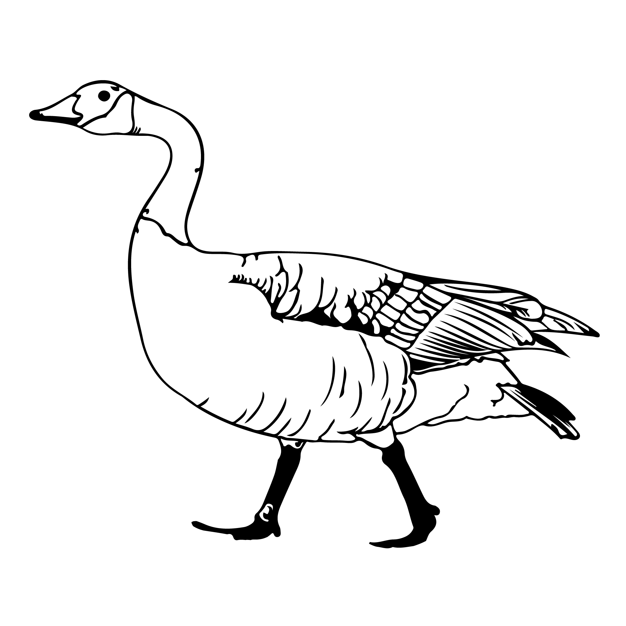 A black and white outline drawing of Mr. Goose, the revered UW mascot, walking gracefully. The bird boasts a long neck, detailed wing feathers, and webbed feet, all captured in profile view facing left.