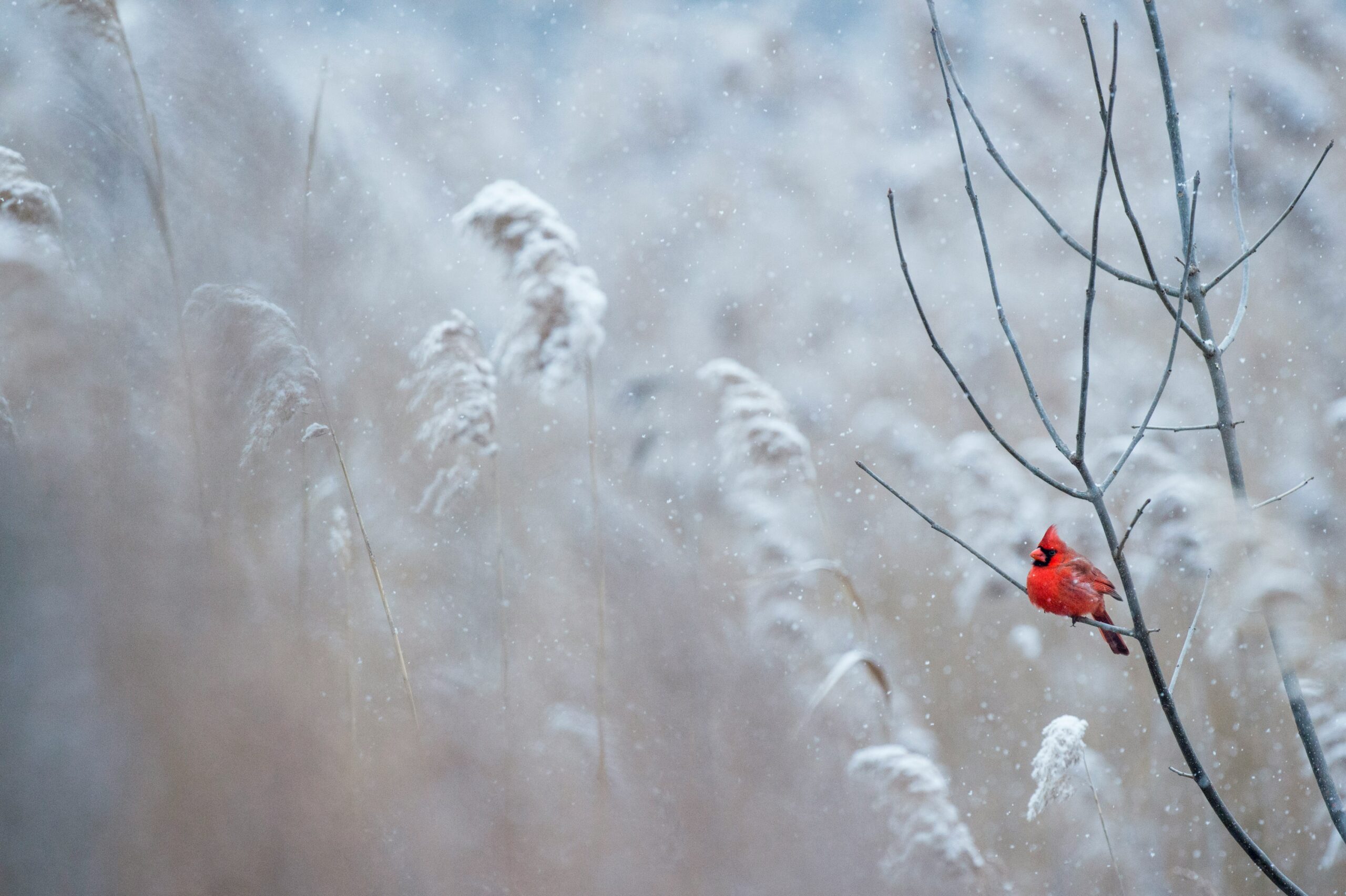 A vibrant red cardinal perches on a bare branch in a snowy landscape, surrounded by soft, snow-covered grass and plants. Snowflakes gently fall, creating a serene winter scene that melts away the winter blues.