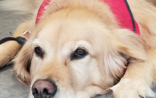 A golden retriever therapy dog in a red service vest lies on the gray floor at Renison, looking relaxed and content. Its light golden fur and half-open eyes give off a calm and gentle expression, embodying the serenity often found in these remarkable canines.