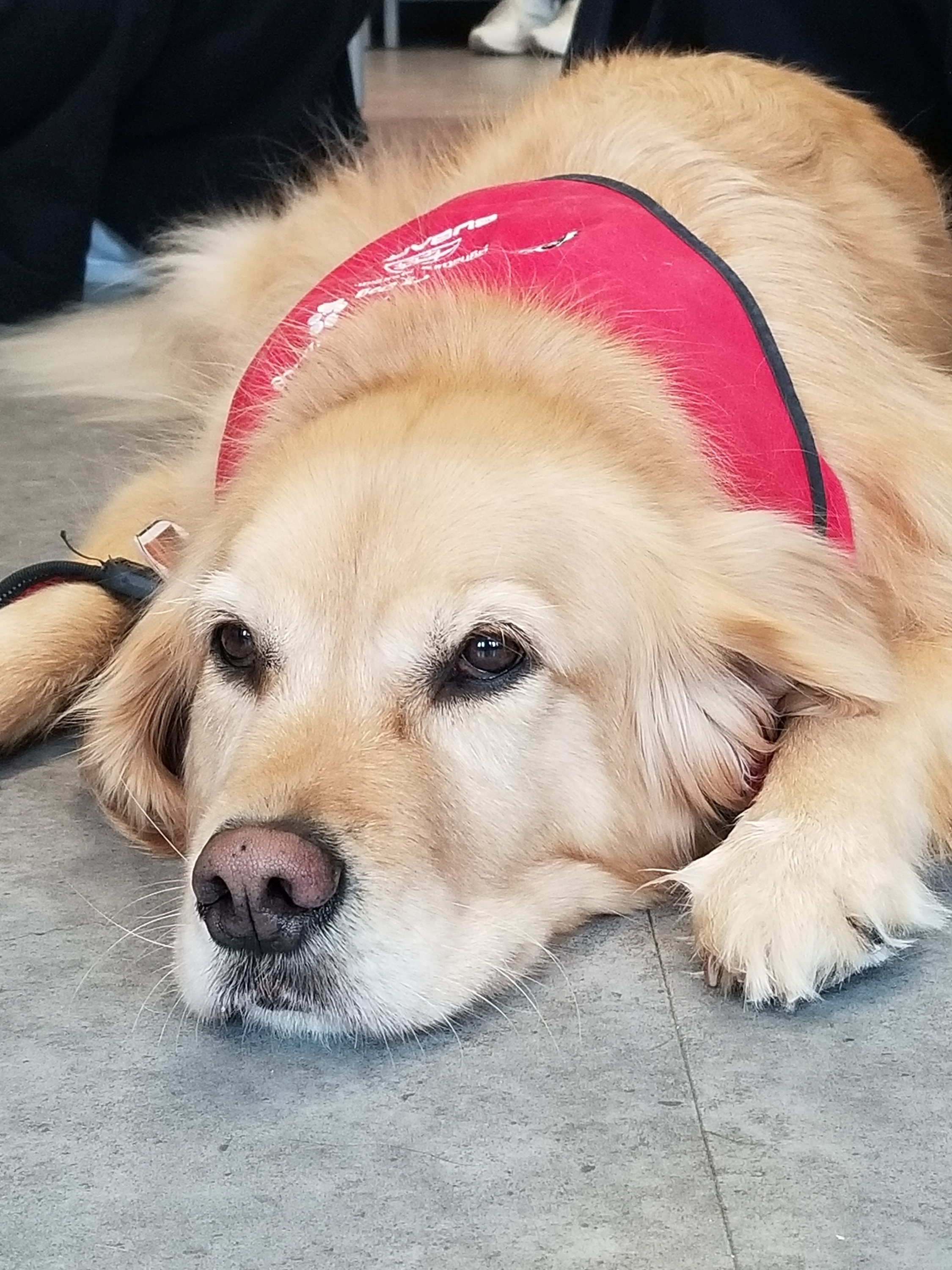 A golden retriever therapy dog in a red service vest lies on the gray floor at Renison, looking relaxed and content. Its light golden fur and half-open eyes give off a calm and gentle expression, embodying the serenity often found in these remarkable canines.