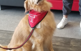 A fluffy golden retriever therapy dog named Renison, wearing a red vest, sits on the wood floor, looking up. The person's hand nearby holds its leash. In the background, red and gray sofas add comfort to this serene scene.