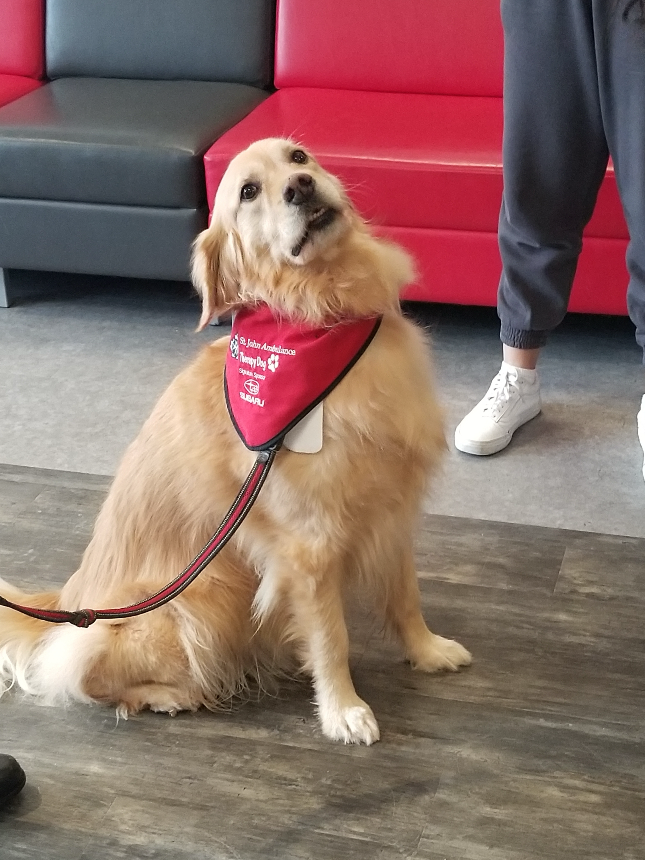 A fluffy golden retriever therapy dog named Renison, wearing a red vest, sits on the wood floor, looking up. The person's hand nearby holds its leash. In the background, red and gray sofas add comfort to this serene scene.