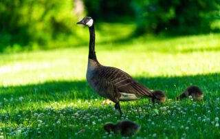 A Canada goose stands on a lush green lawn with small white flowers, while three goslings forage nearby. The background, resembling a sustainable campus, is filled with blurred greenery, suggesting a sunny day in a park or garden.