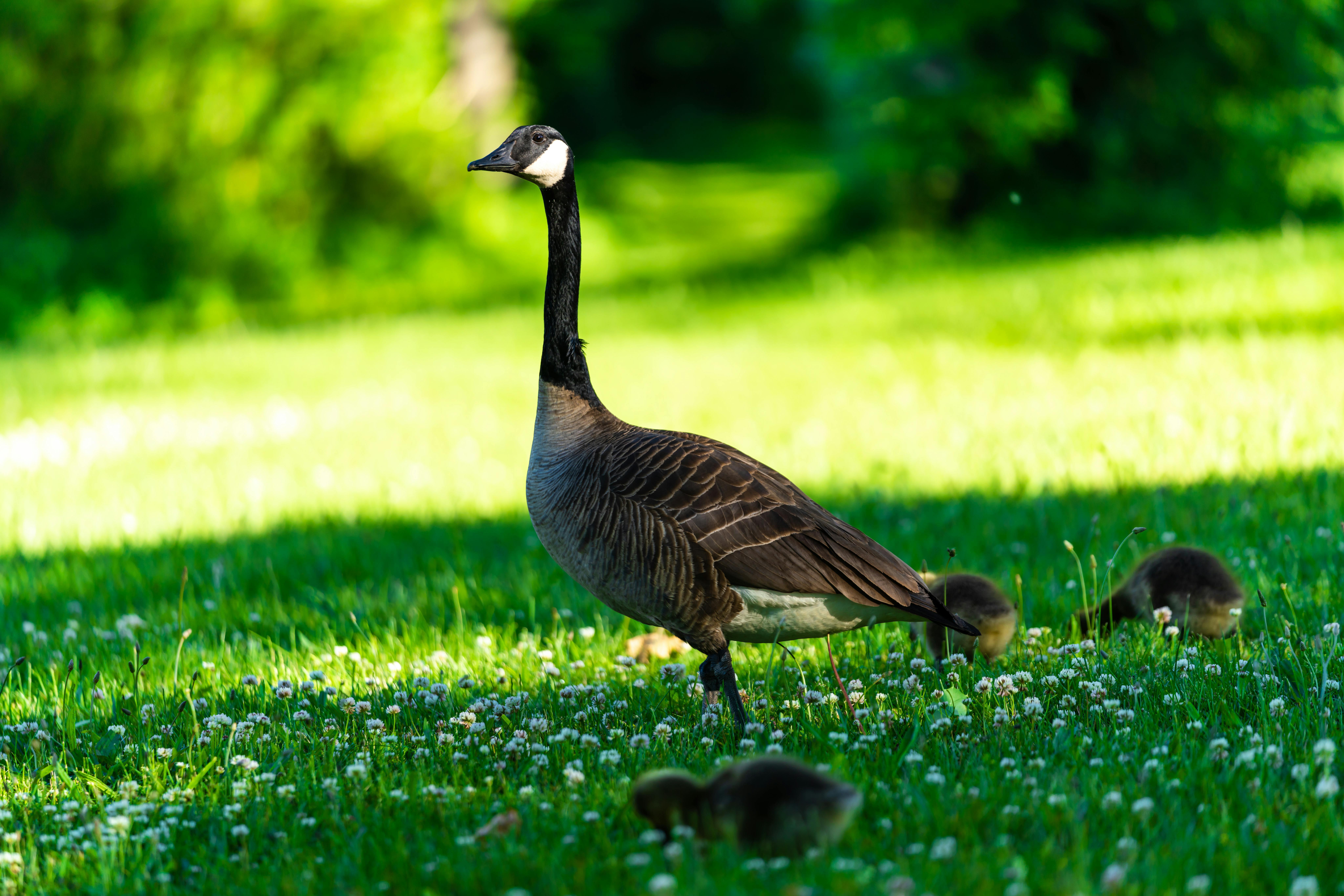 A Canada goose stands on a lush green lawn with small white flowers, while three goslings forage nearby. The background, resembling a sustainable campus, is filled with blurred greenery, suggesting a sunny day in a park or garden.