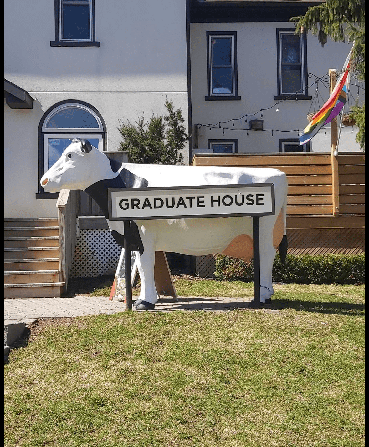 A large cow statue stands before The Grad House, a white building with its sign on the side. A rainbow pride flag waves beside the house, set against green grass and a clear sky.