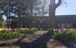 A garden bed of pink, yellow, and white tulips blooms under tall trees in front of a brick UW building, reflecting the campus's focus on wellness on a sunny day.