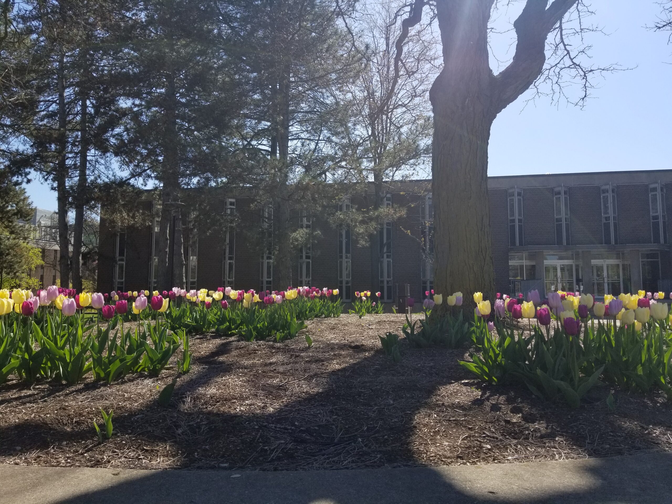 A garden bed of pink, yellow, and white tulips blooms under tall trees in front of a brick UW building, reflecting the campus's focus on wellness on a sunny day.