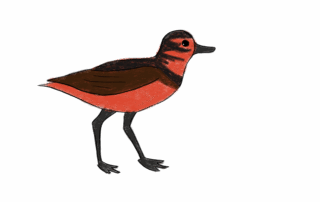 A simple drawing of a bird with a red body, dark brown wings, black legs, and black markings on its head and neck, standing on a white background—reflecting species often found within Ontario’s ecosystems.