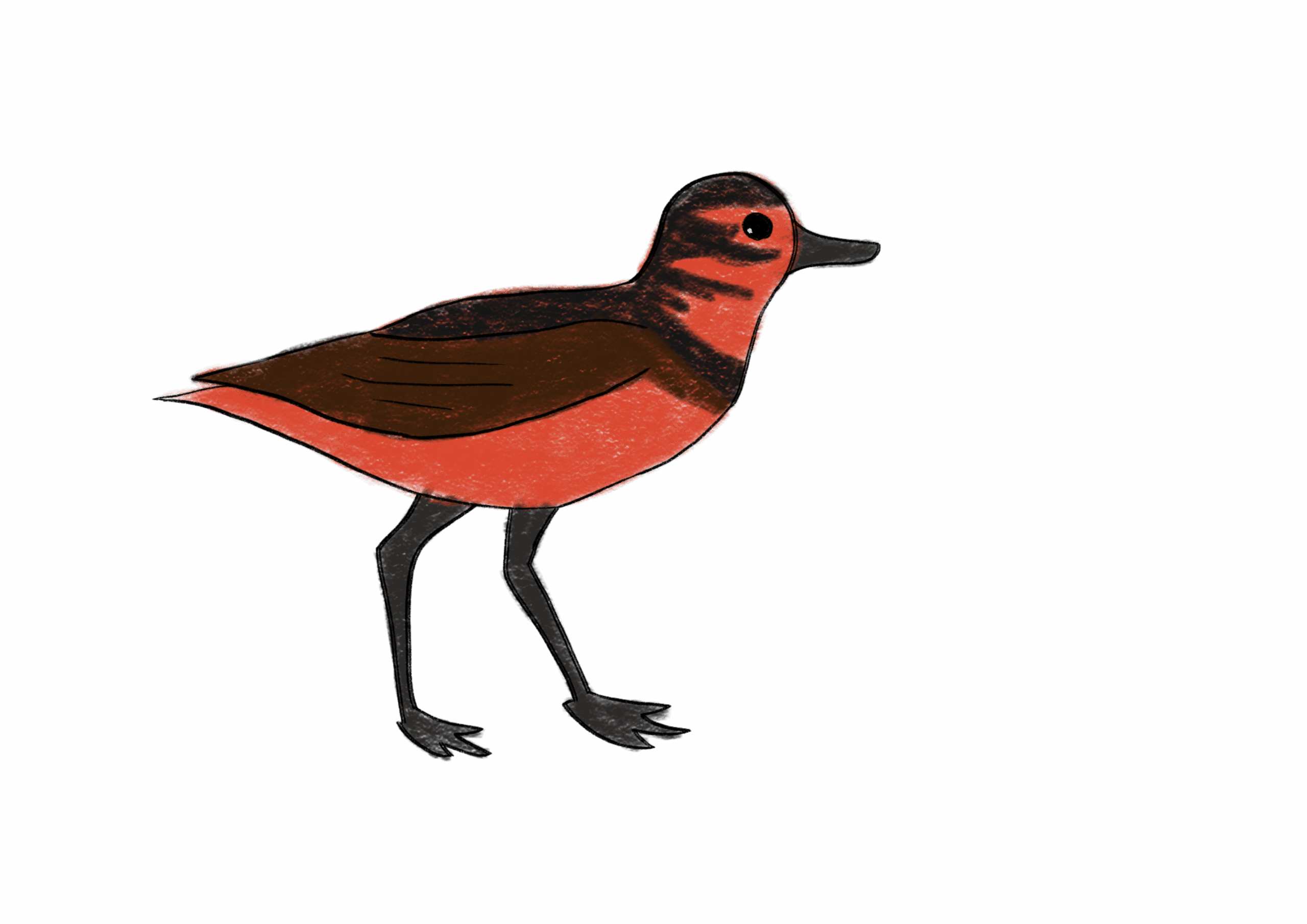 A simple drawing of a bird with a red body, dark brown wings, black legs, and black markings on its head and neck, standing on a white background—reflecting species often found within Ontario’s ecosystems.