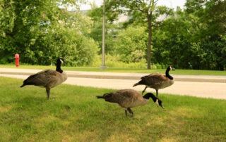 Three Canada geese stand and graze on a grassy area next to a road, with trees and a red fire hydrant visible in the background on a sunny day.