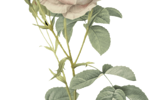 A detailed illustration of a light pink rose in bloom with several green leaves and five unopened buds on a single stem, symbolizing the harmony of religion and science, set against a white background.