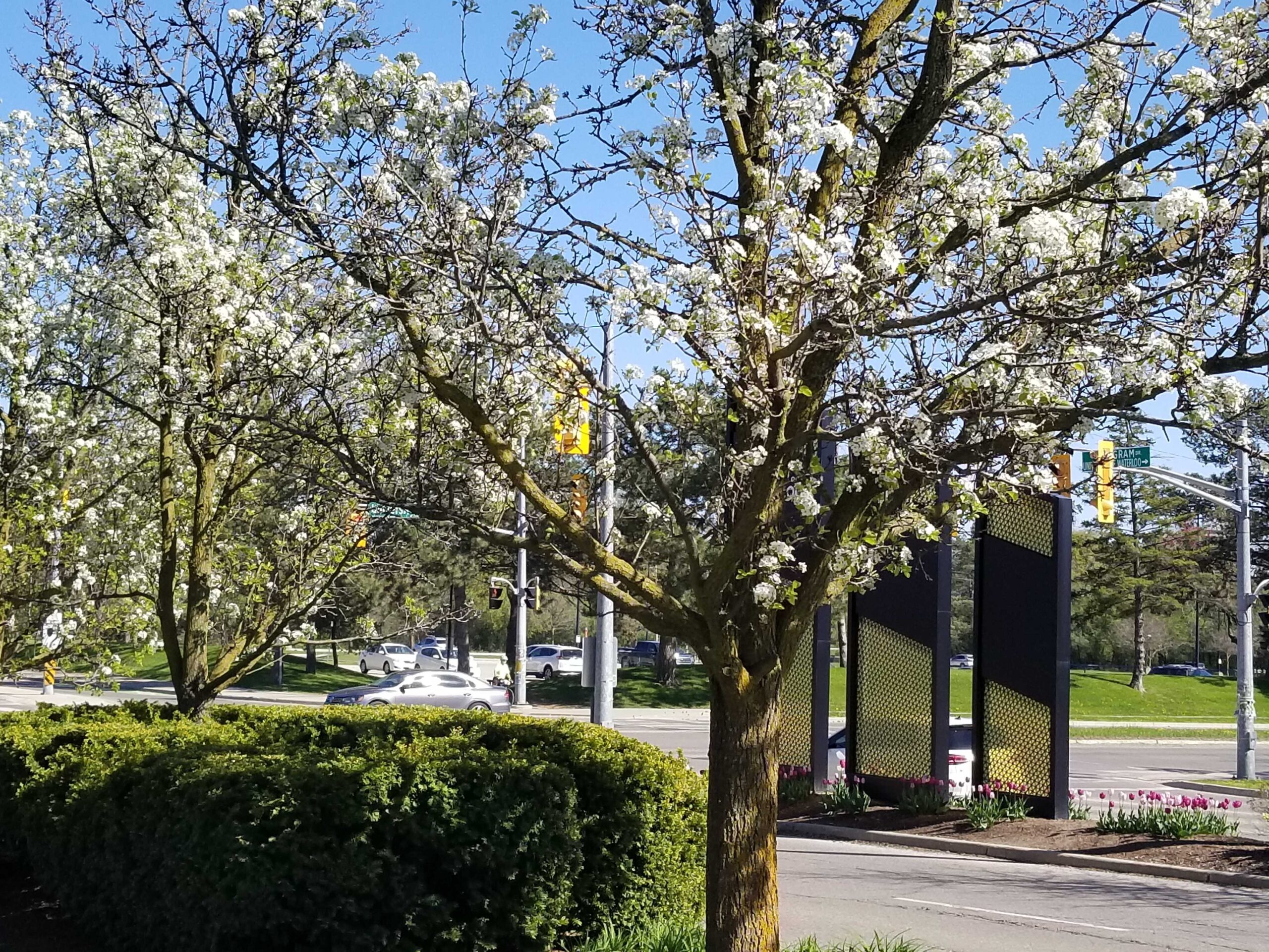Flowering trees with white blossoms line a sidewalk near a busy intersection, capturing the beauty of spring in Waterloo. Cars pass by on the road, while a hedge and green grass stretch out beneath a clear blue sky.